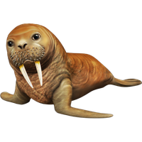 Walrus Transparent PNG Image