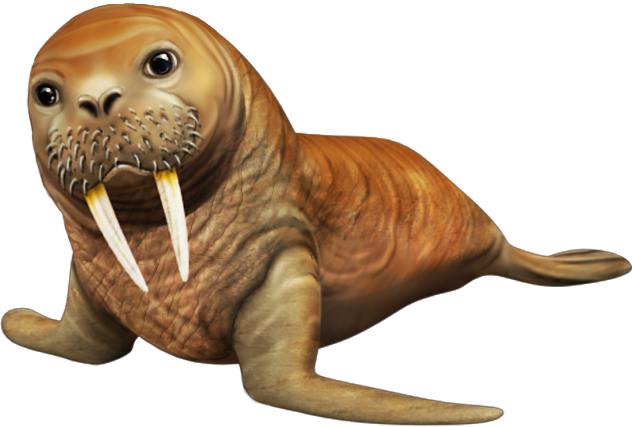 Walrus Transparent PNG Image