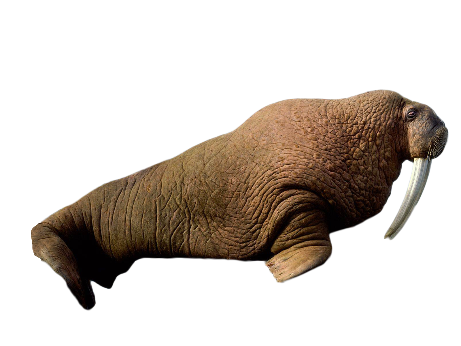 Walrus Transparent PNG Image