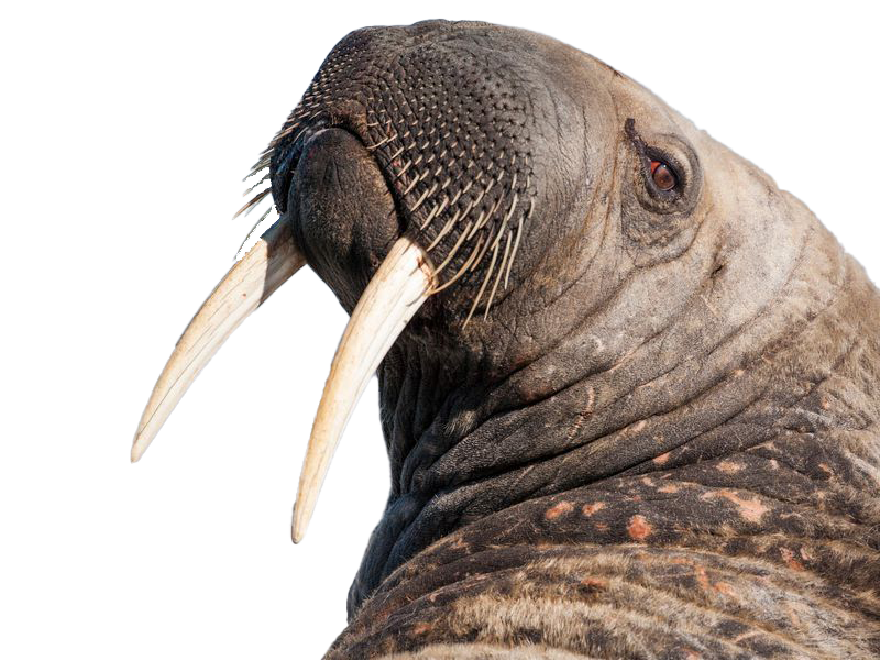 Walrus Transparent PNG Image