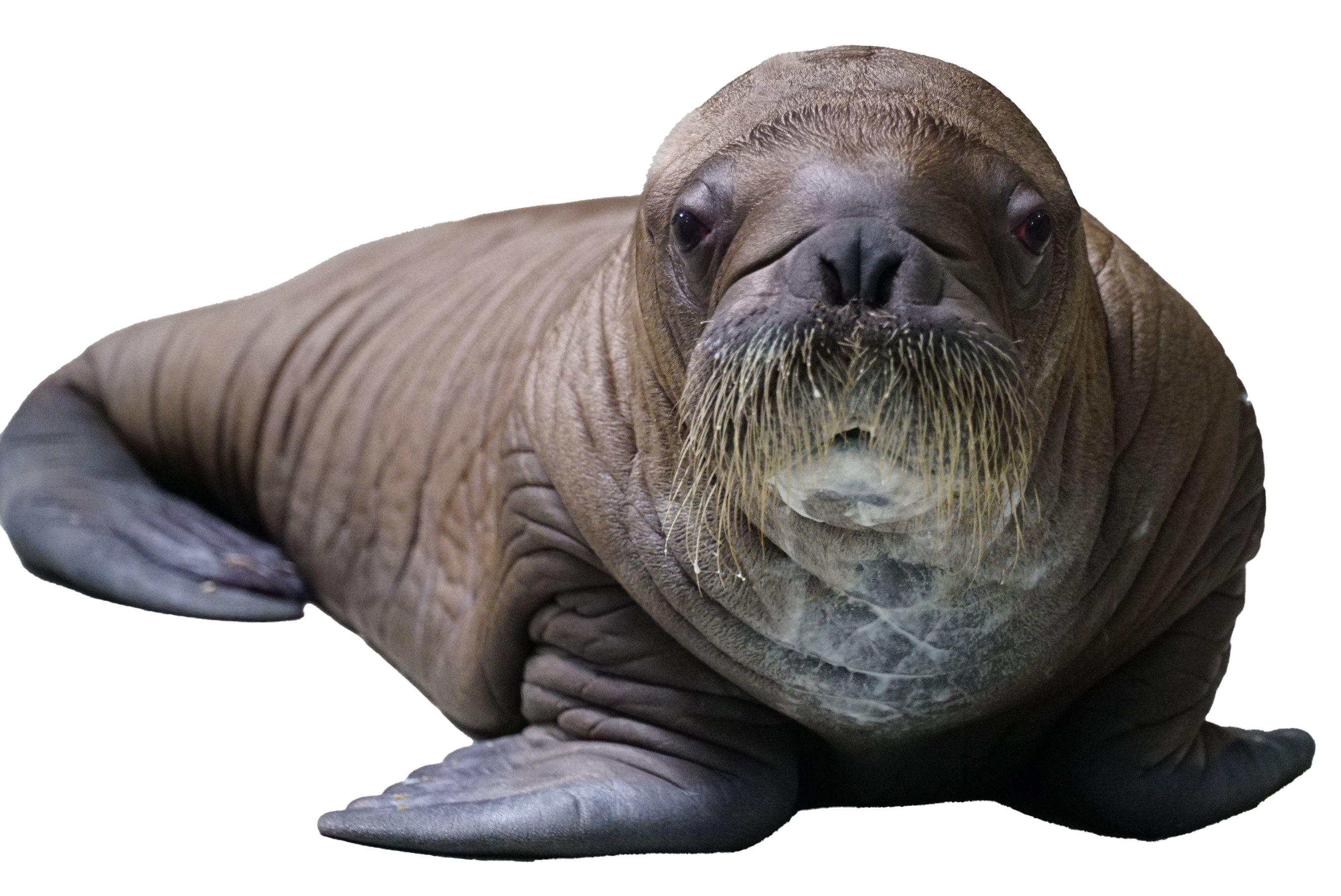 Walrus Transparent PNG Image