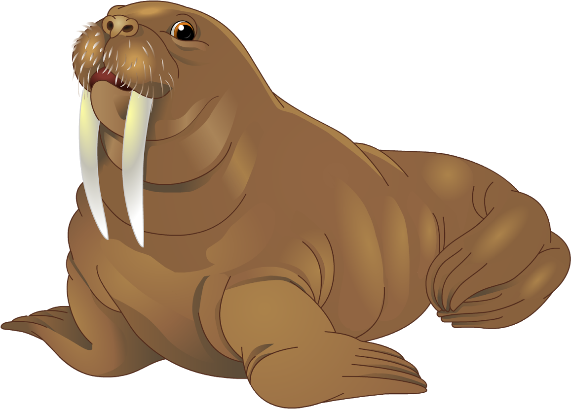 Walrus Transparent PNG Image