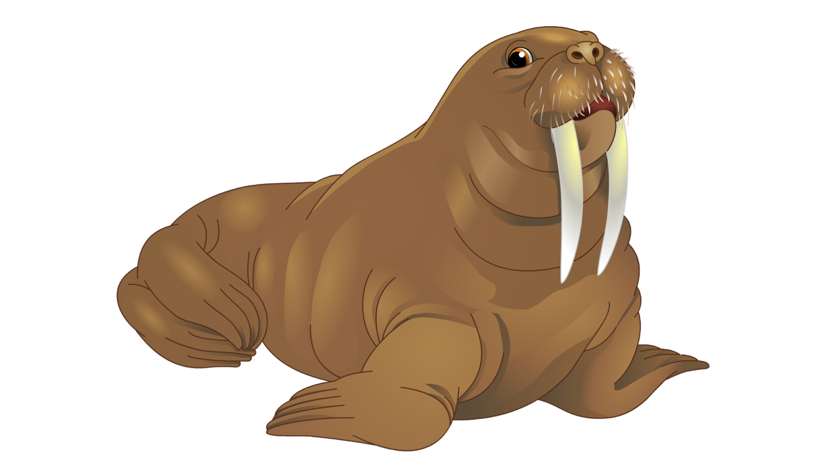 Walrus Transparent PNG Image