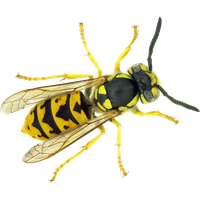 Wasp