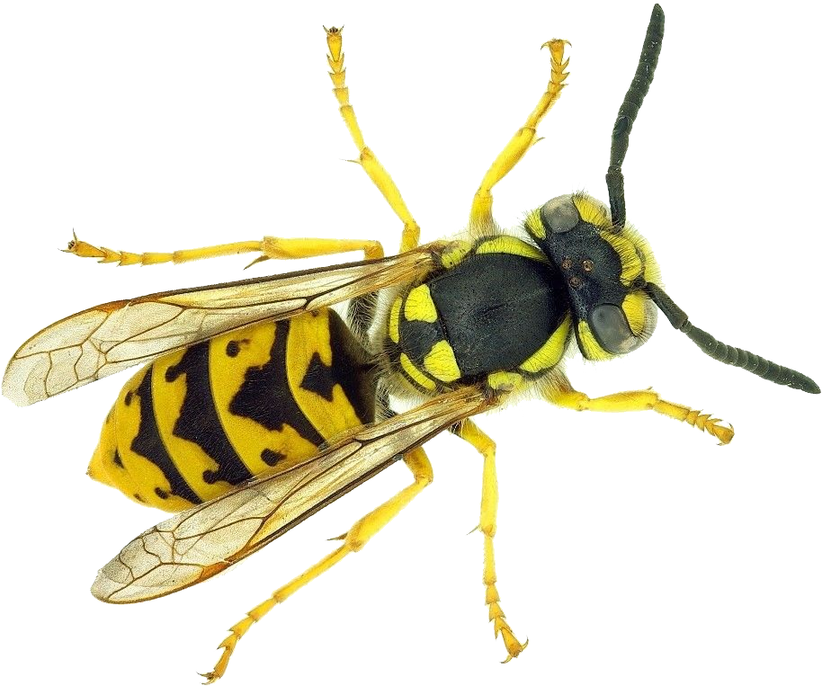 Wasp Transparent PNG Image