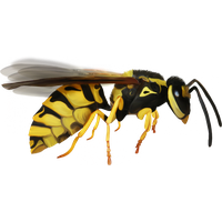 Wasp