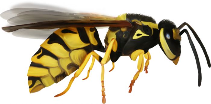 Wasp Transparent PNG Image