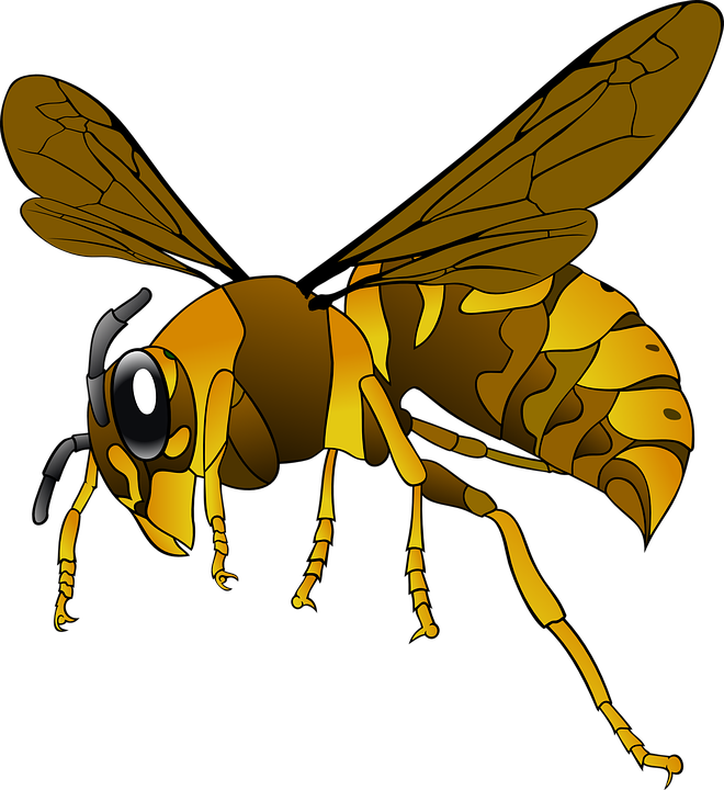 Wasp Transparent PNG Image