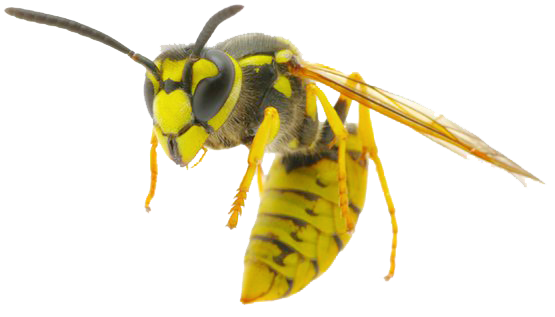 Wasp Transparent PNG Image