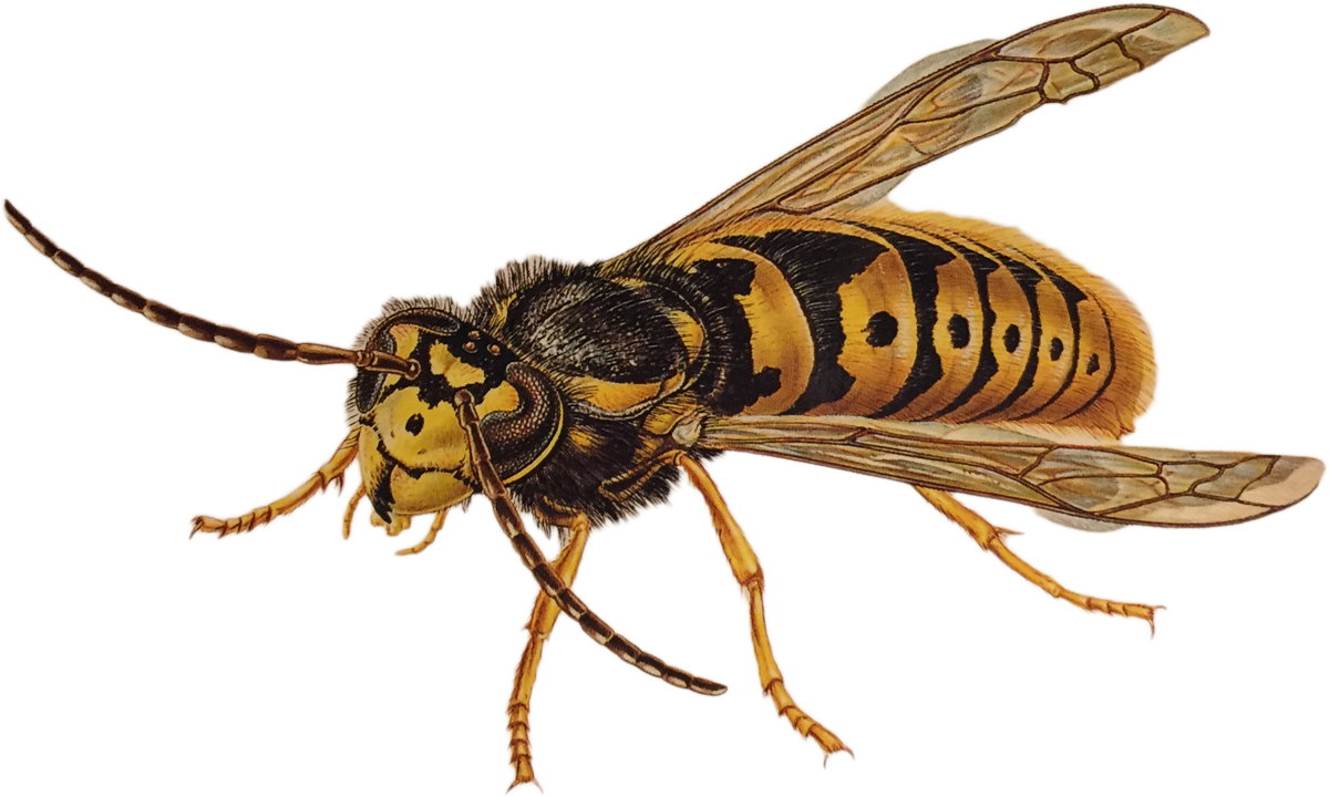 Wasp Transparent PNG Image