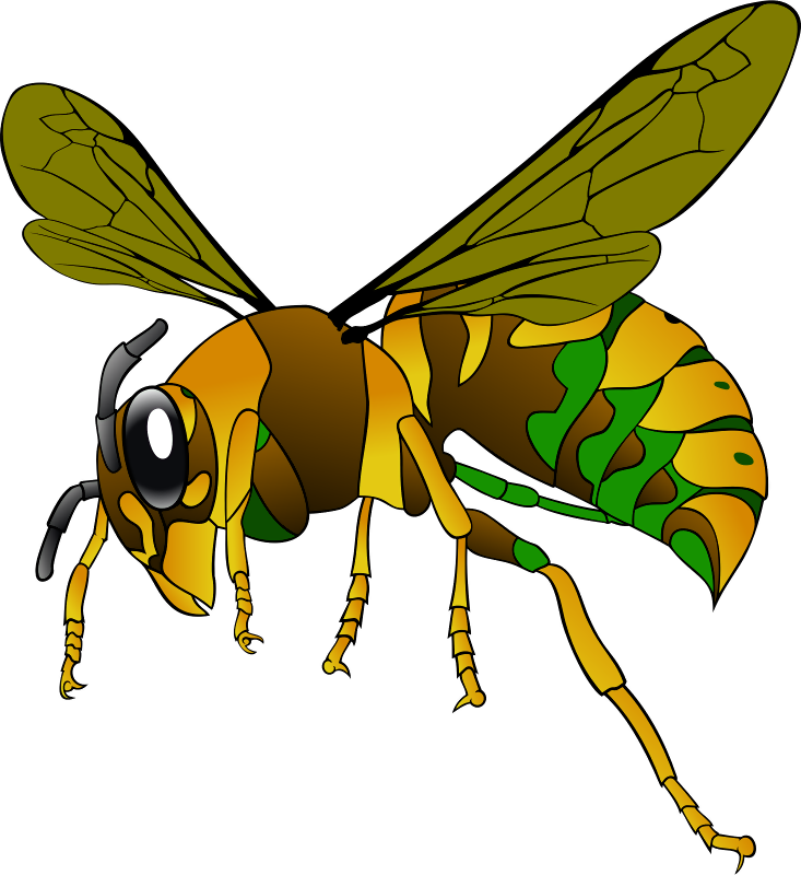 Wasp Transparent PNG Image