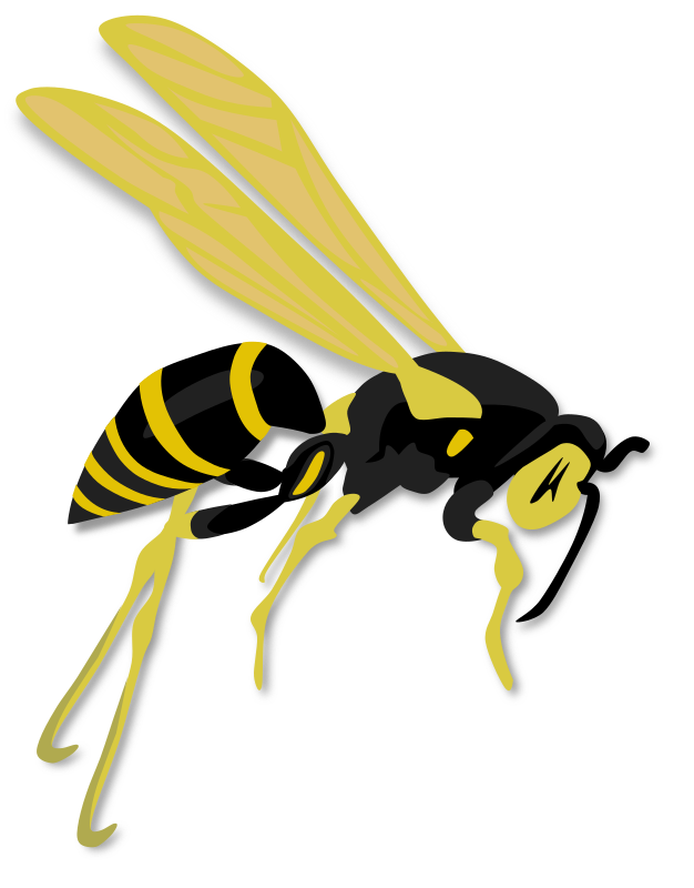 Wasp Transparent PNG Image