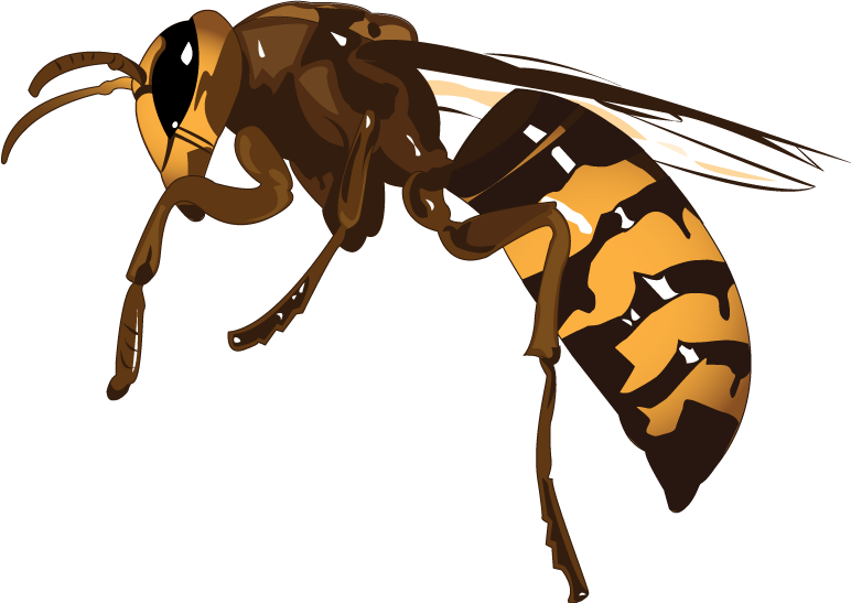 Wasp Transparent PNG Image