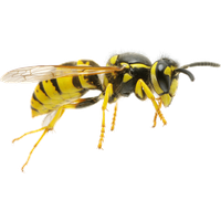 Wasp PNG