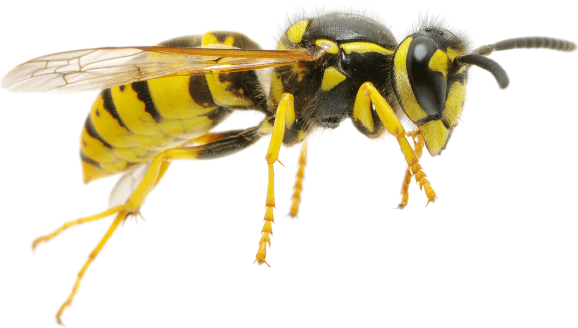Wasp Transparent PNG Image