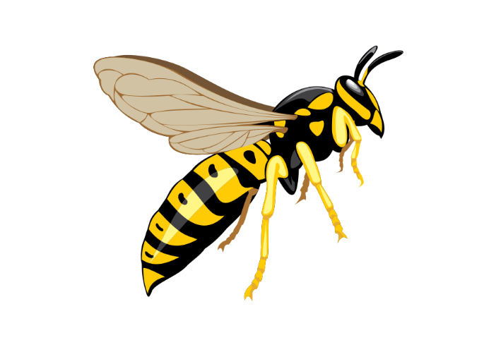 Wasp Transparent PNG Image
