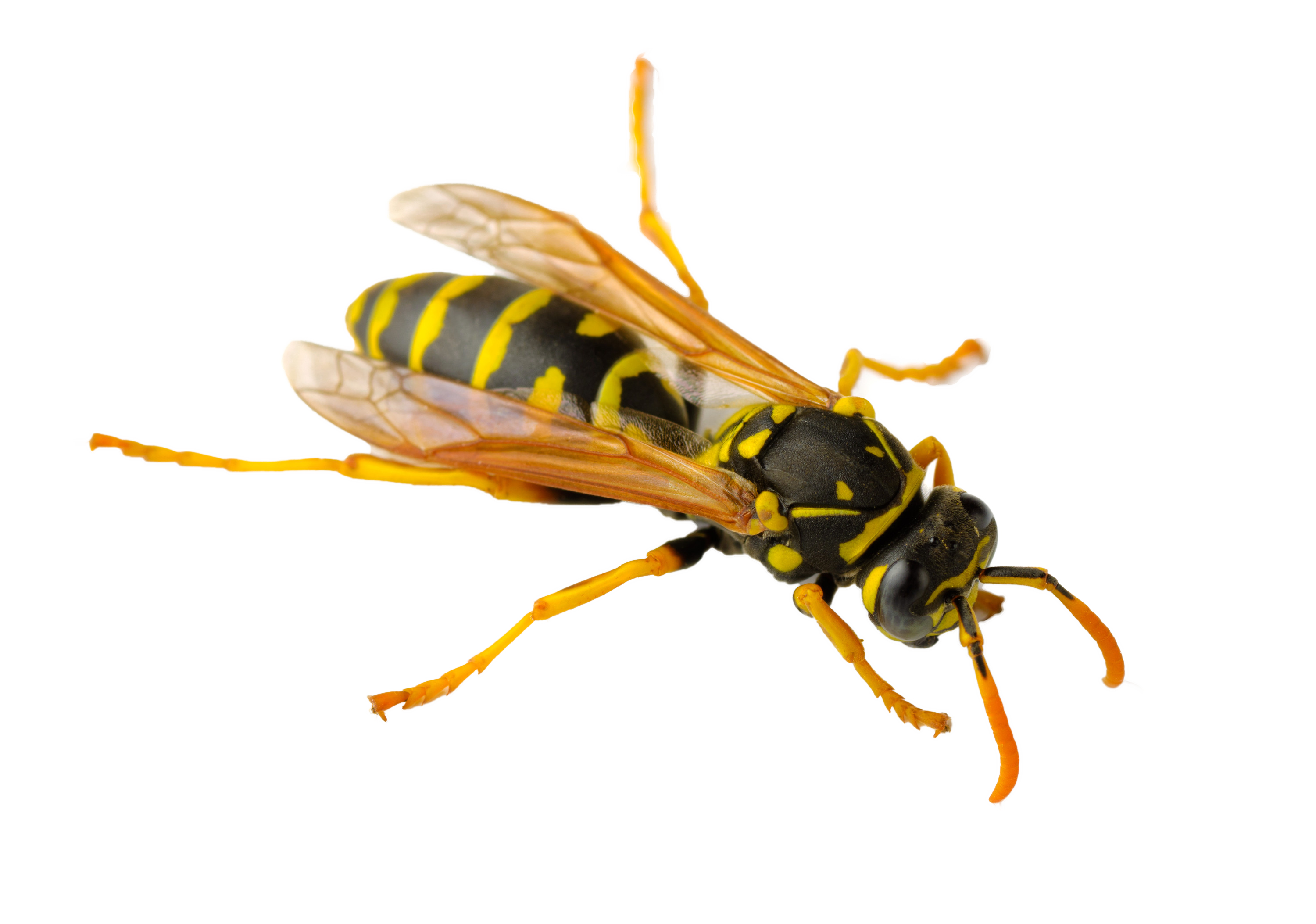 Wasp Transparent PNG Image