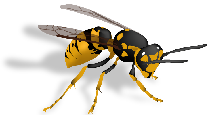 Wasp Transparent PNG Image