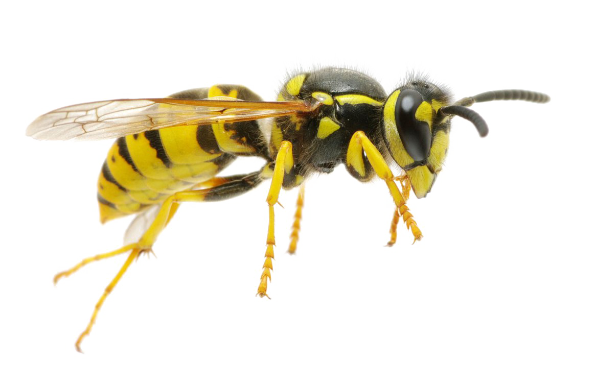 Wasp Transparent PNG Image