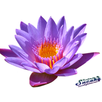 Water Lily Png PNG Image