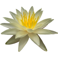 Water Lily Png Picture PNG Image