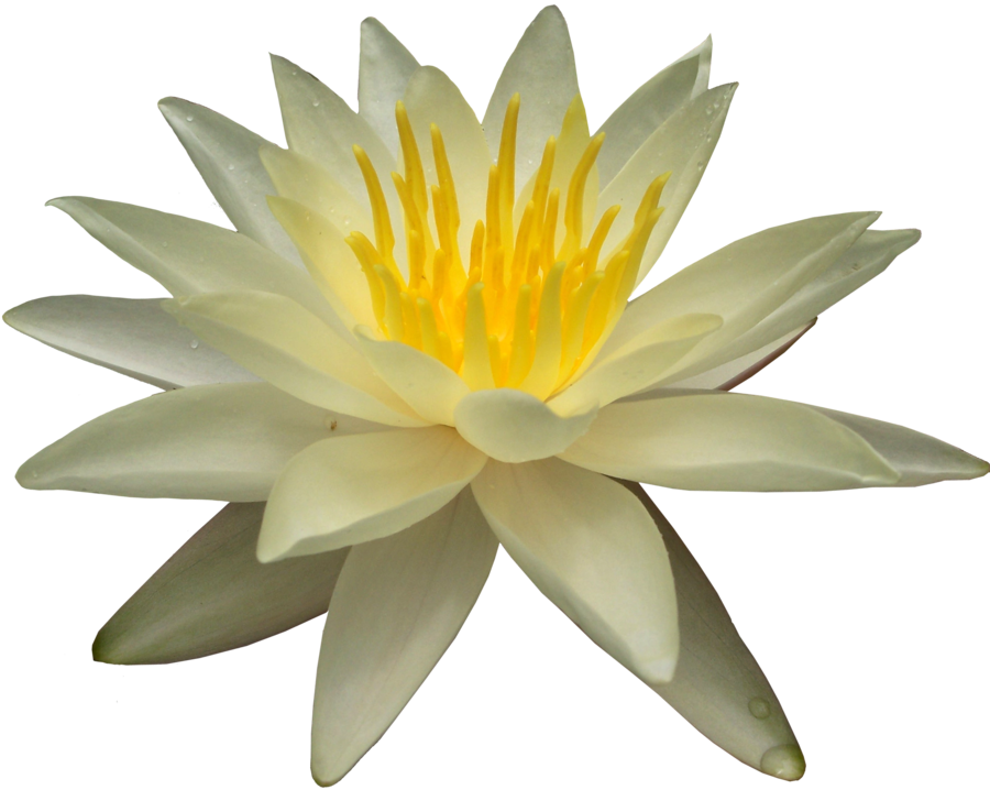 Water Lily Png Picture PNG Image