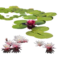 Water Lily Png Clipart PNG Image