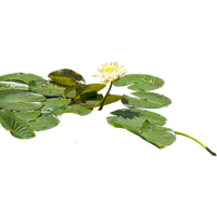 Water Lily Png Hd PNG Image