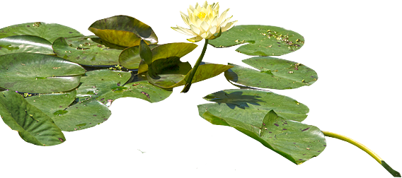 Water Lily Png Hd PNG Image