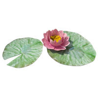 Water Lily Png Image PNG Image