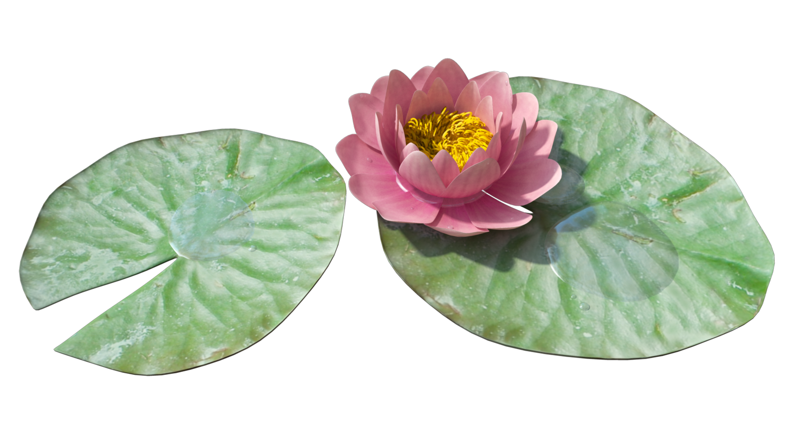 Water Lily Png Image PNG Image