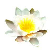 Water Lily Free Png Image PNG Image