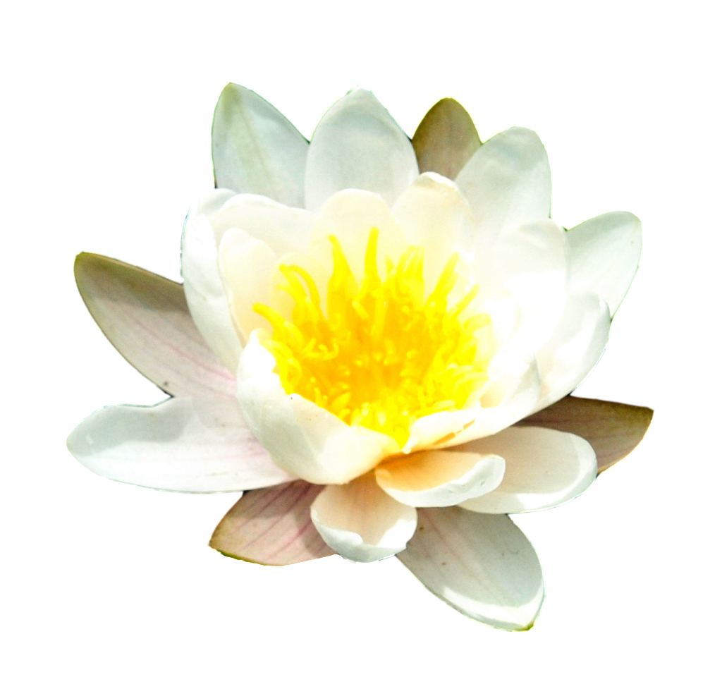 Water Lily Free Png Image PNG Image