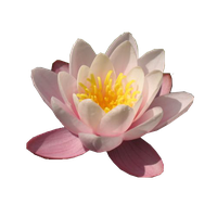 Water Lily Free Download Png PNG Image