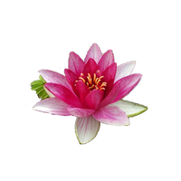 Water Lily Png File PNG Image