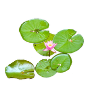 Water Lily Picture PNG Image