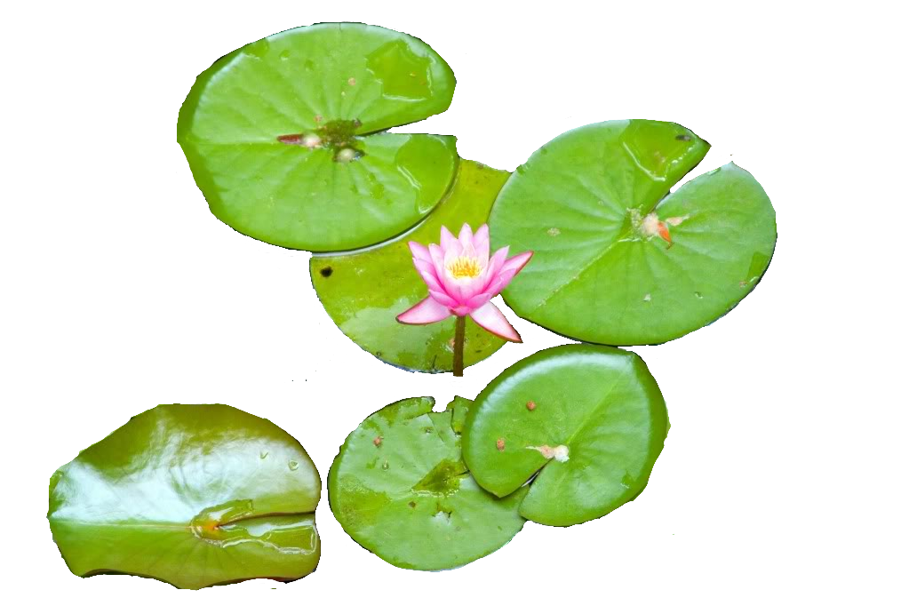 Water Lily Picture PNG Image
