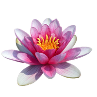 Water Lily Transparent PNG Image