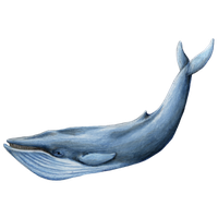 Blue Whale Transparent Image Transparent HQ PNG Download | FreePNGImg