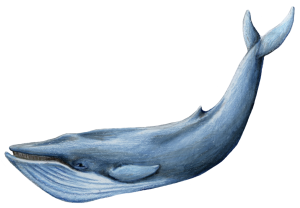 Blue Whale Photos PNG Image