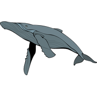 Blue Whale Transparent Background Transparent HQ PNG Download | FreePNGImg