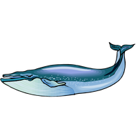 Download Blue Whale Transparent HQ PNG Image | FreePNGImg