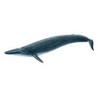 Blue Whale Picture PNG Image