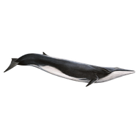 Blue Whale Transparent Background PNG Image