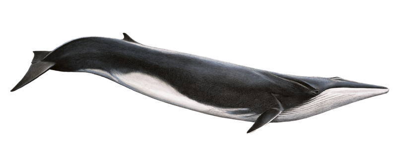 Blue Whale Transparent Background PNG Image