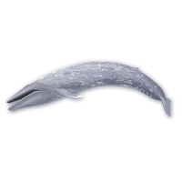 Blue Whale Photo PNG Image
