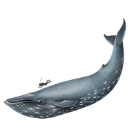 Blue Whale File PNG Image