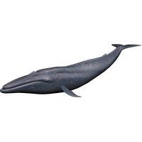 Download Whale Free PNG photo images and clipart | FreePNGImg