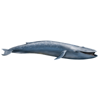 Download Whale Free PNG photo images and clipart | FreePNGImg