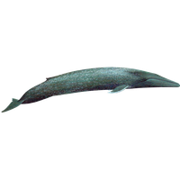 Blue Whale Transparent Picture PNG Image